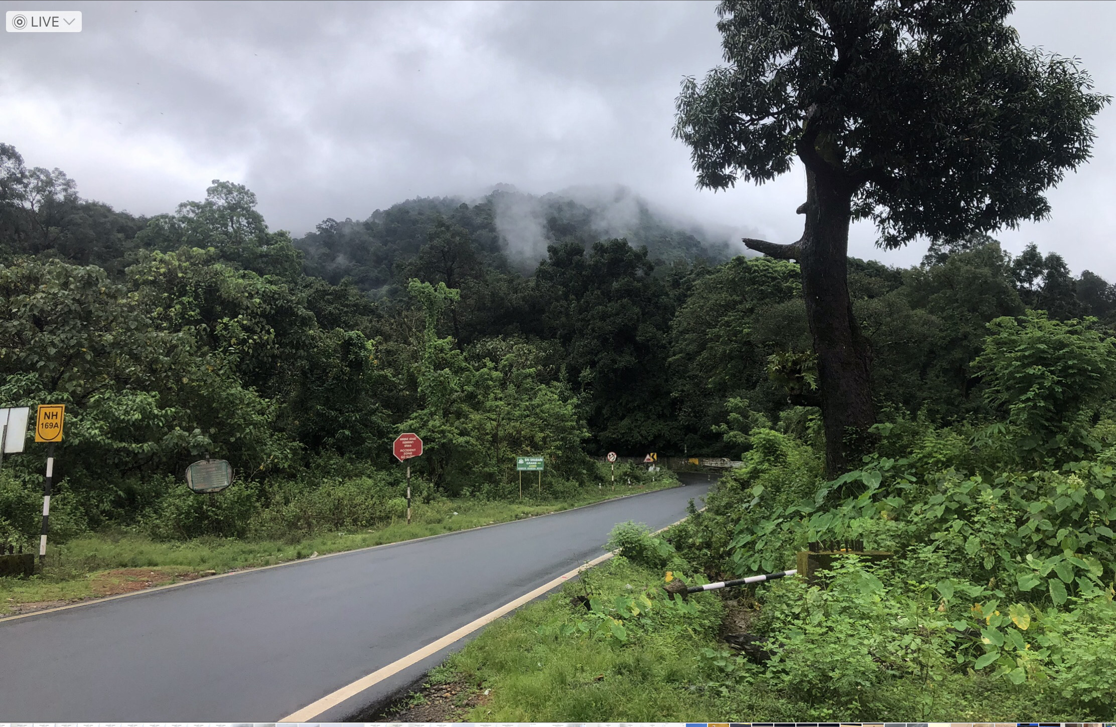 A road curving into a mist-covered forest